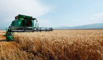 Կառավարությունը մասնակի կփոխհատուցի աշնանացան ցորենի մշակության ծախսը