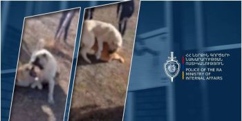 Ոստիկանները կանխել են շնամարտը