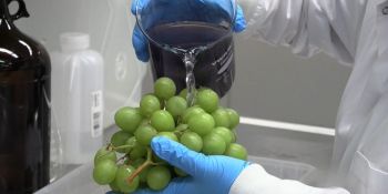 Գիտնականները ստեղծել են հեղուկ, որը լվանում է մրգերը և երկարացնում դրանց թարմությունը